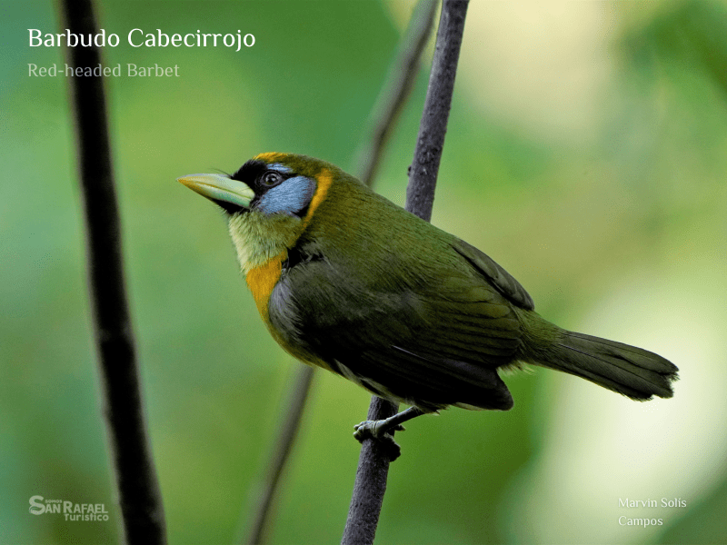 Barbudo Cabecirrojo