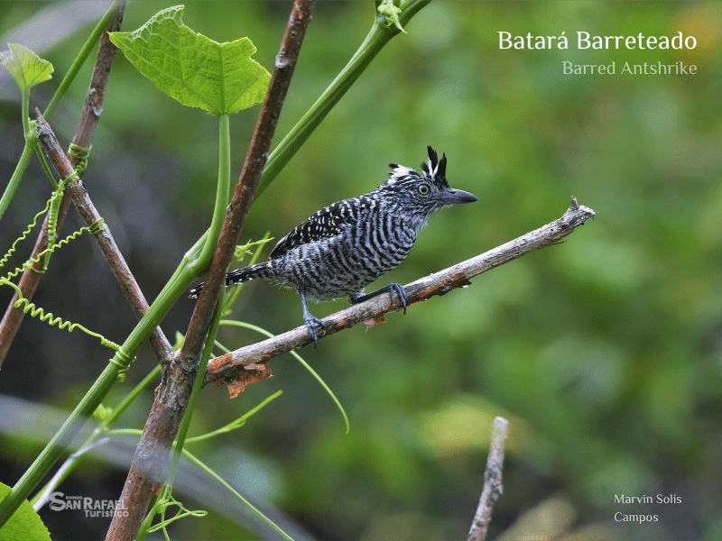 Batara Barreteado