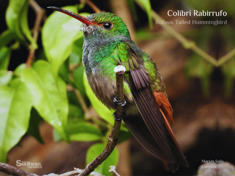 Colibrí Rabirrufo II