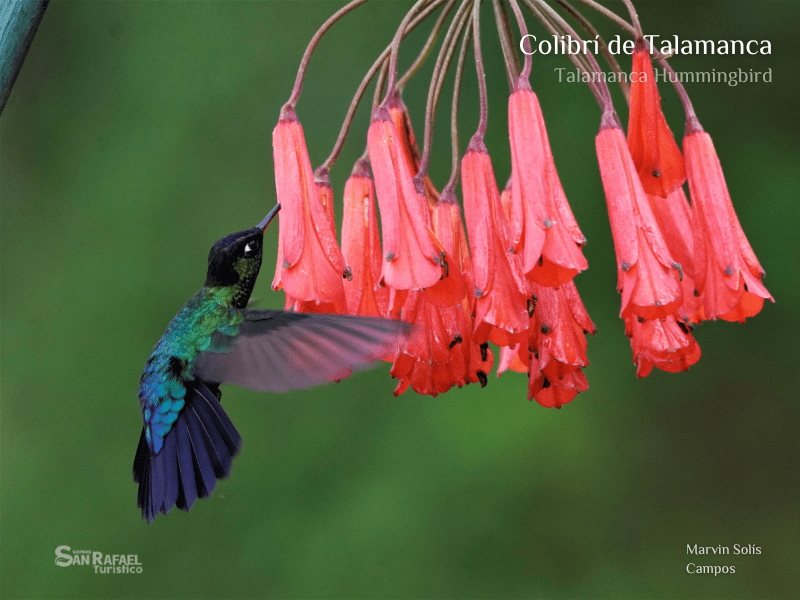 Colibrí Talamanca