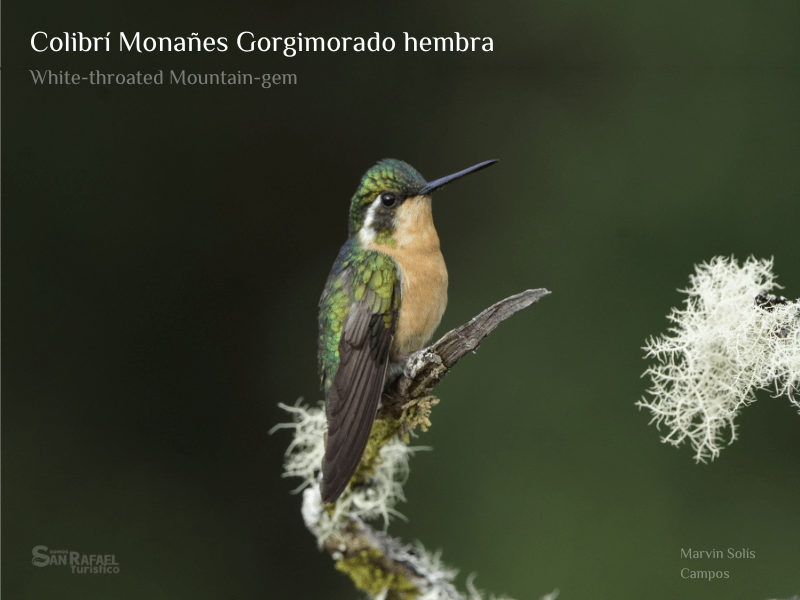 Colibrí