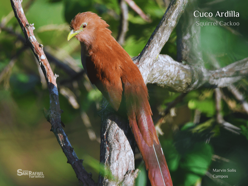 Cuco Ardilla
