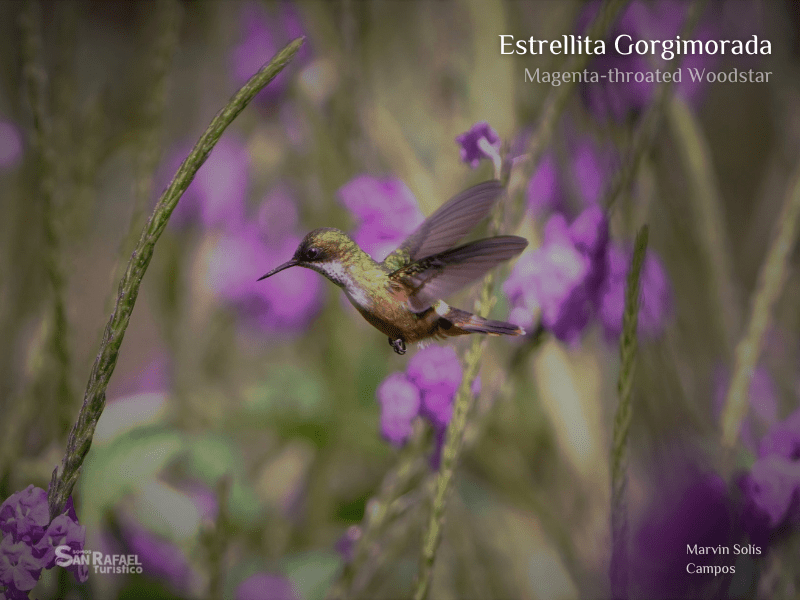 Estrellita Gorgimorada