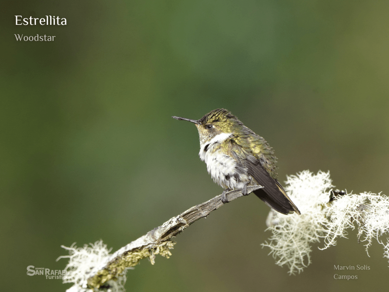 Estrellita