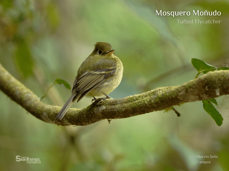 Mosquero Moñudo
