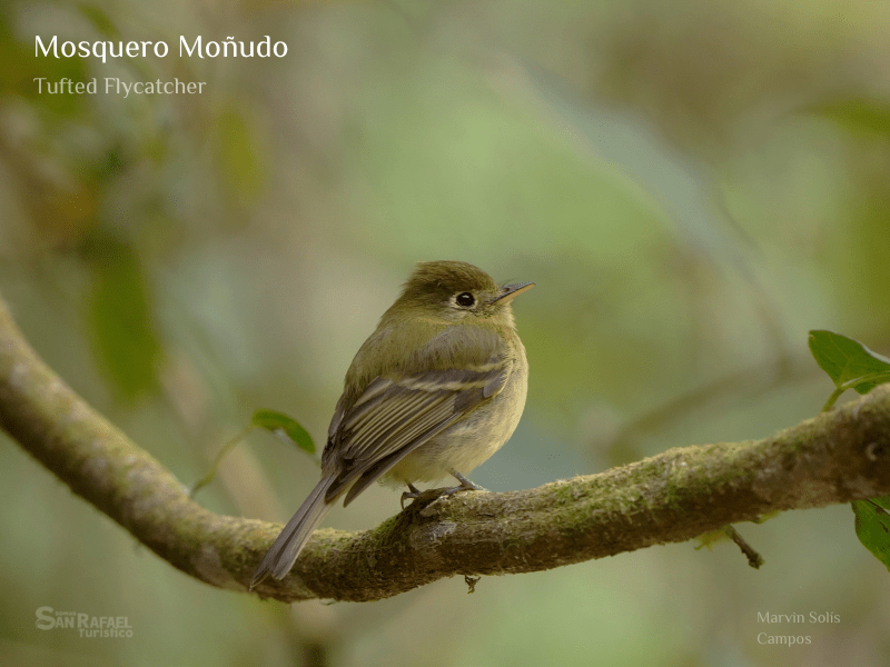 Mosquero