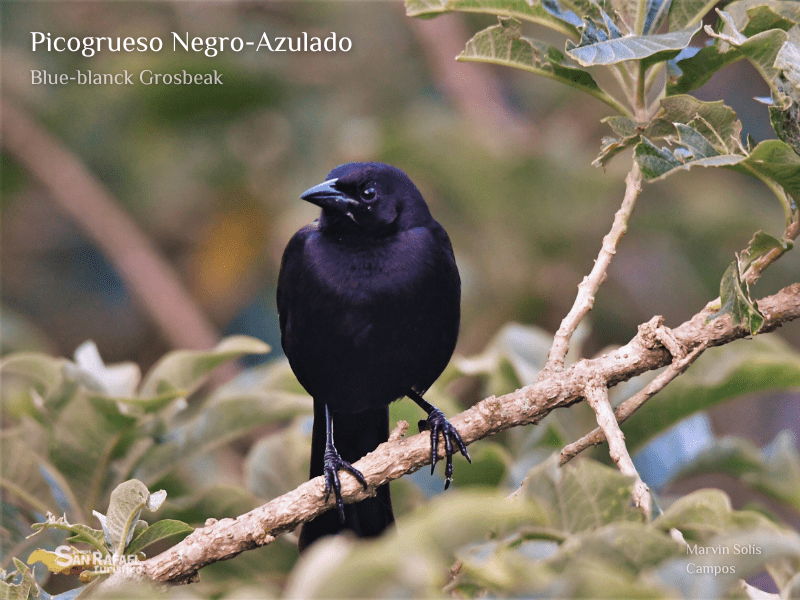 Picogrueso Negro Azulado