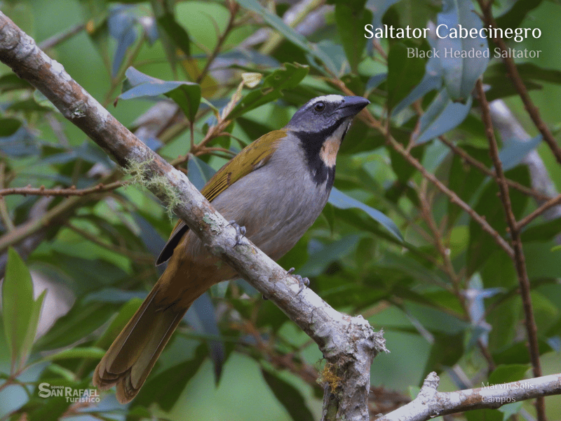 Saltador Cabecinegro