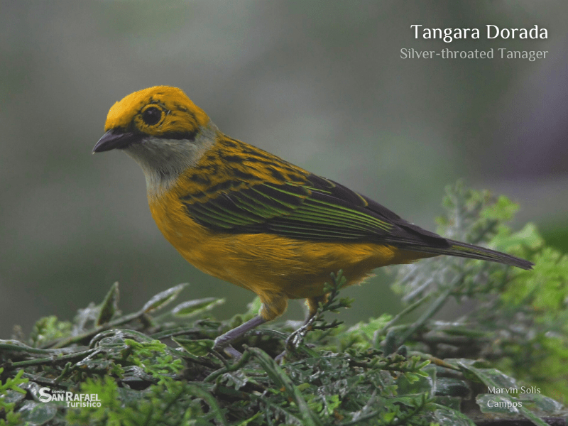 Tangara Dorada