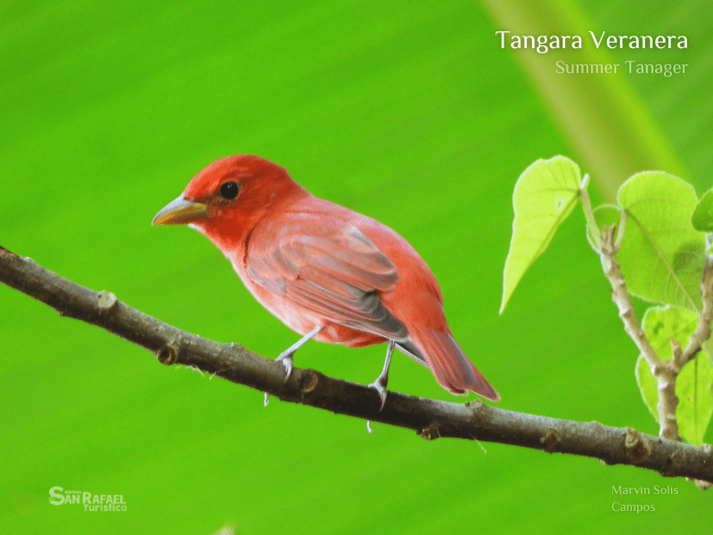 Tangara Veranera