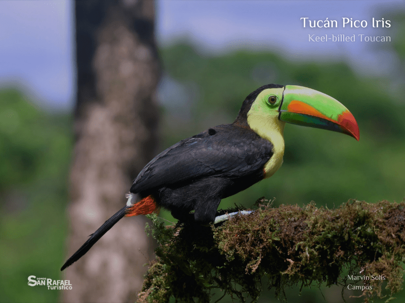 Tucán Pico Iris