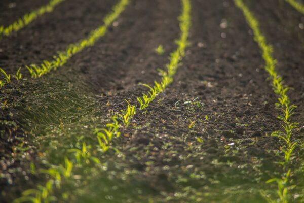 AGROCOMERCIAL SAN ROQUE S.A.